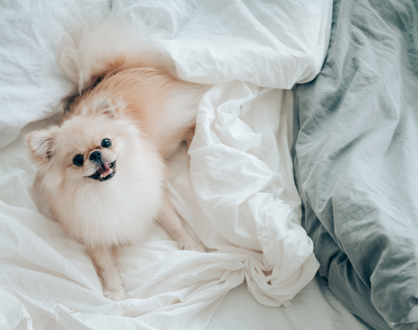 Haustiere sind Familienmitglieder, die ein fester Bestandteil unseres alltäglichen Lebens sind. Wieso sollten sie also nicht auch in unserem Bett schlafen? Auch sie lieben schließlich Wärme und Geborgenheit.